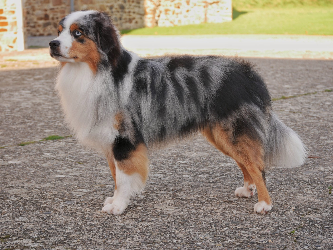 Ulf sipi cham D'Asubakatchin