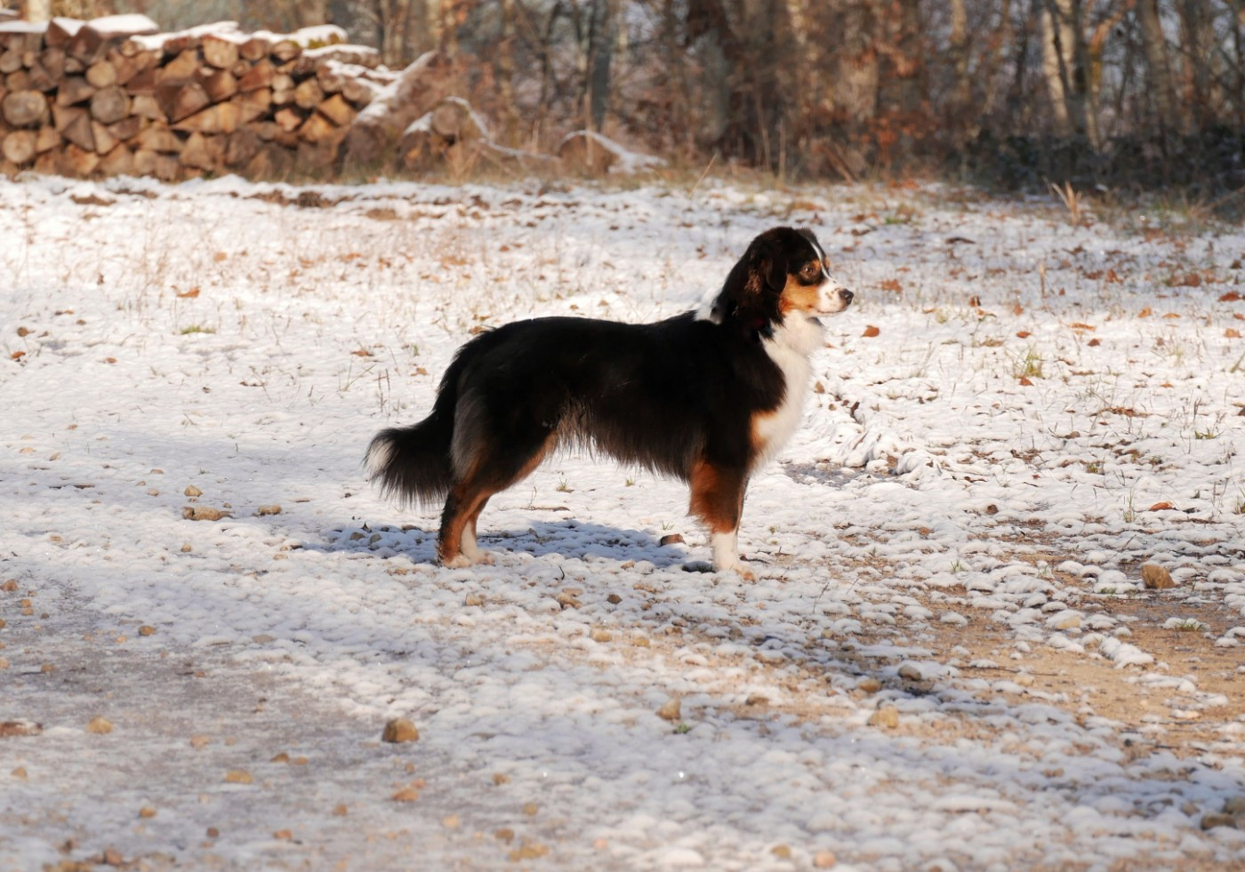 Ulf nokomis D'Asubakatchin