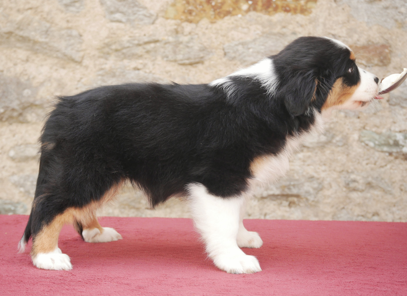 Borealis Black Diamond D'Asubakatchin