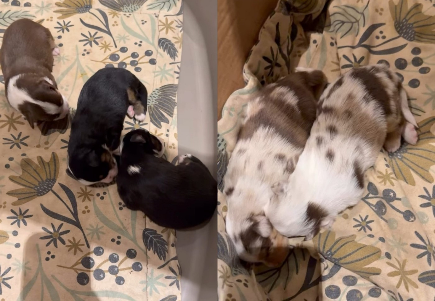 Sipi Papa officiellement