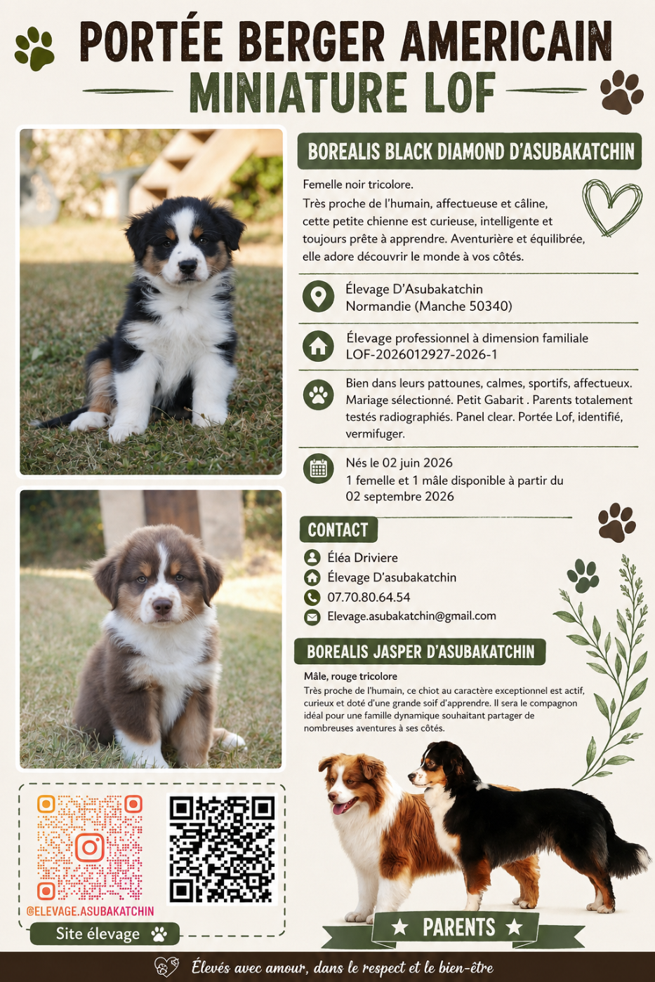 Chiots Disponibles