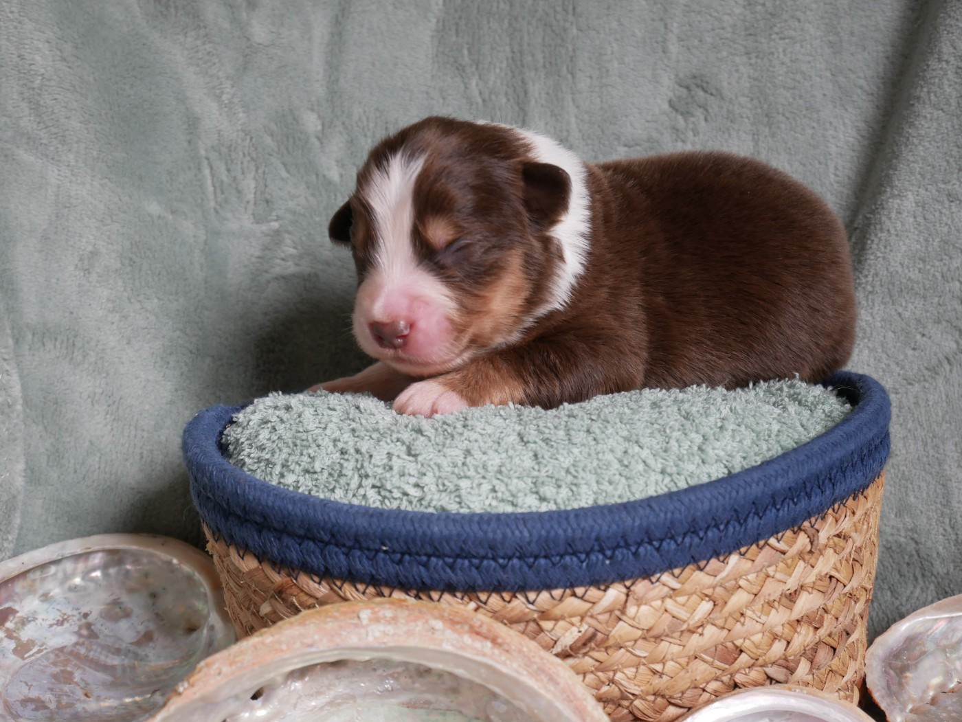 D'Asubakatchin - Chiots disponibles - Berger Américain Miniature 