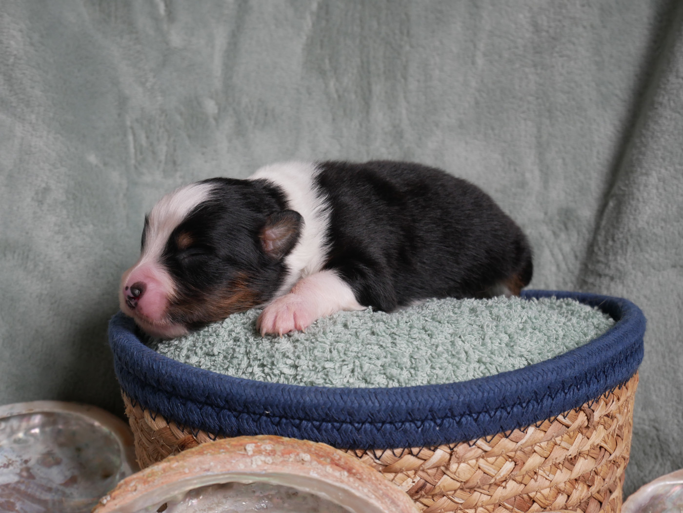 D'Asubakatchin - Chiots disponibles - Berger Américain Miniature 
