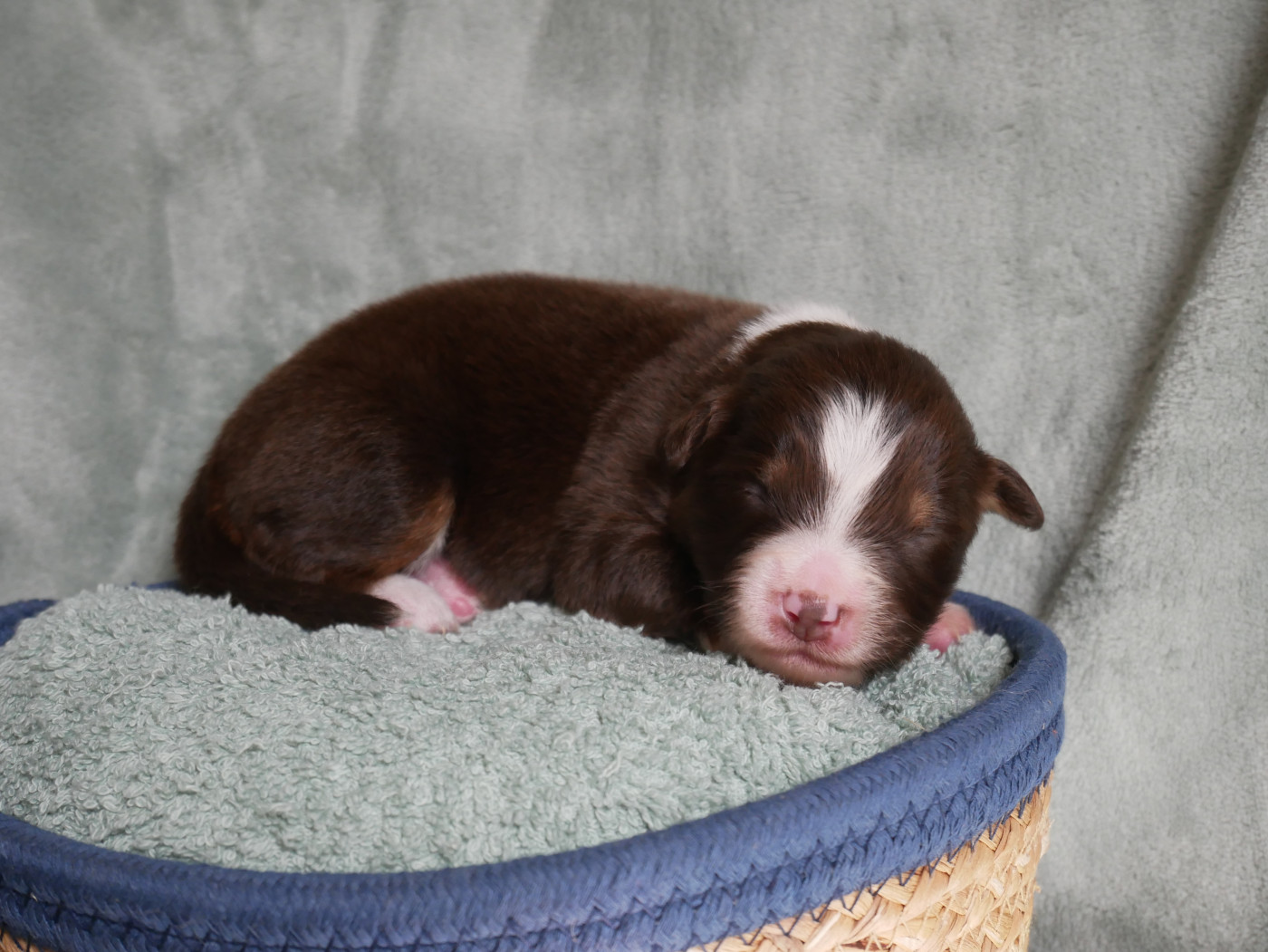 D'Asubakatchin - Chiots disponibles - Berger Américain Miniature 
