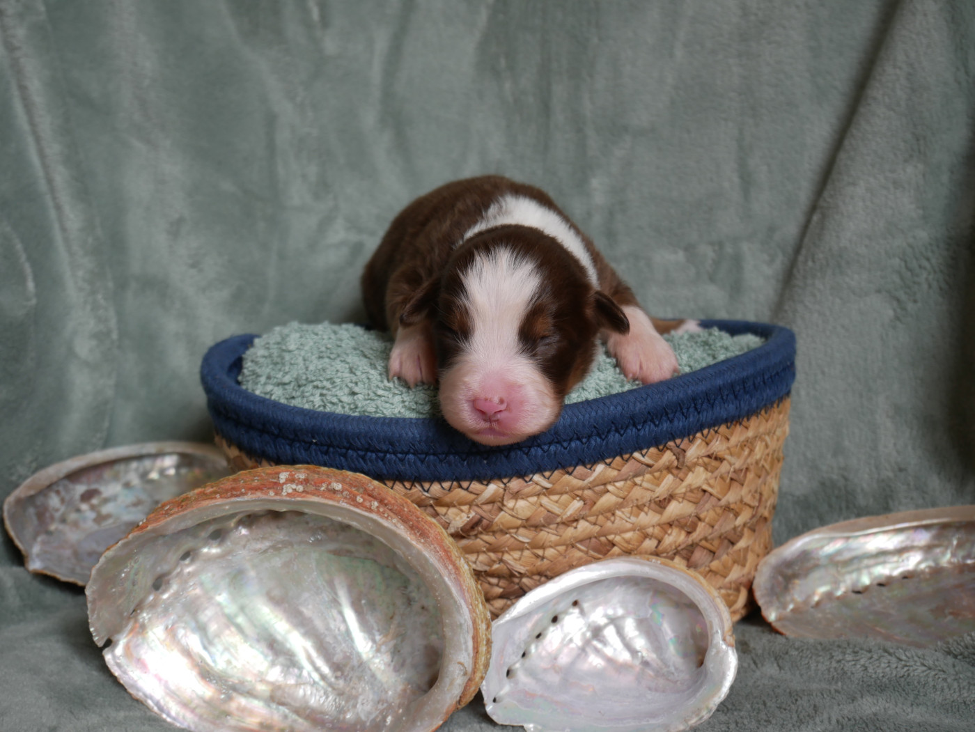 D'Asubakatchin - Chiots disponibles - Berger Américain Miniature 