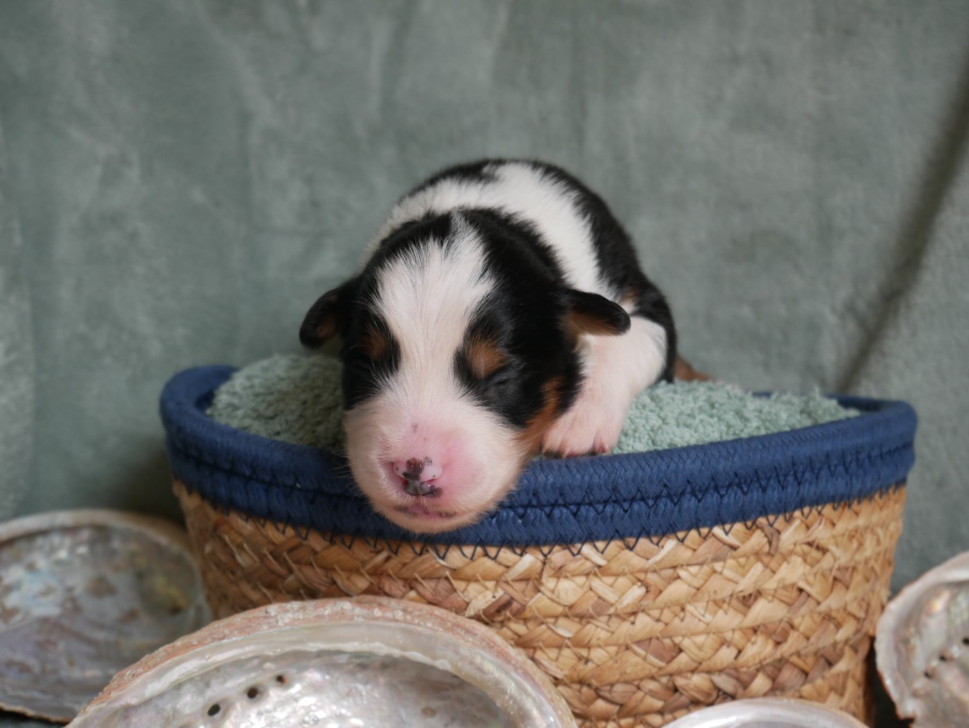 D'Asubakatchin - Chiots disponibles - Berger Américain Miniature 