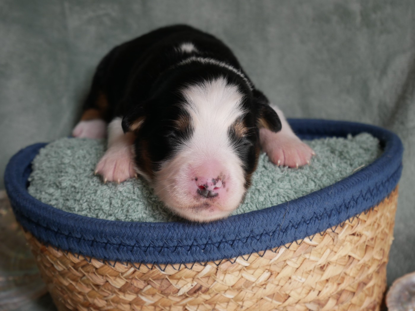 D'Asubakatchin - Chiots disponibles - Berger Américain Miniature 