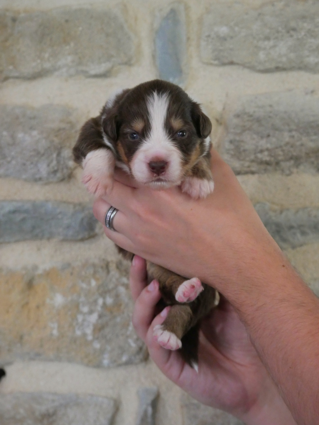 D'Asubakatchin - Chiots disponibles - Berger Américain Miniature 