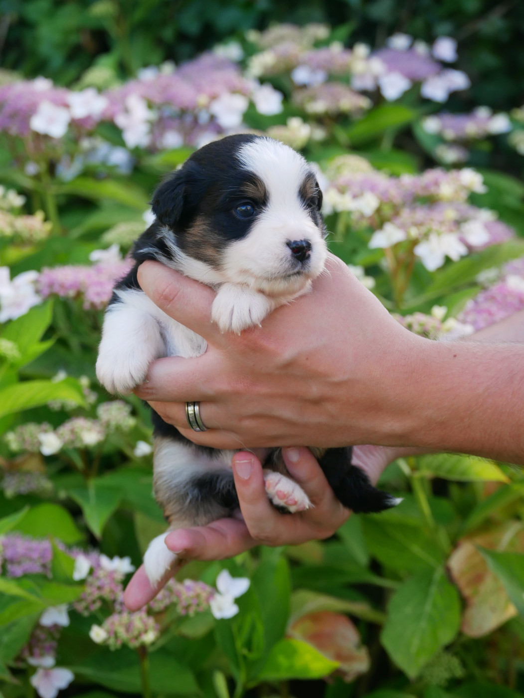 D'Asubakatchin - Chiots disponibles - Berger Américain Miniature 