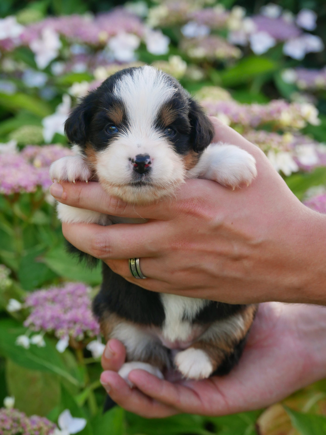 D'Asubakatchin - Chiots disponibles - Berger Américain Miniature 