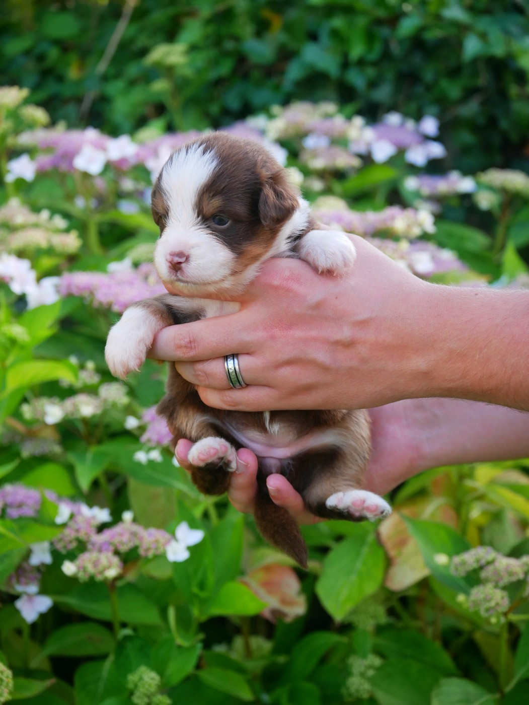 D'Asubakatchin - Chiots disponibles - Berger Américain Miniature 
