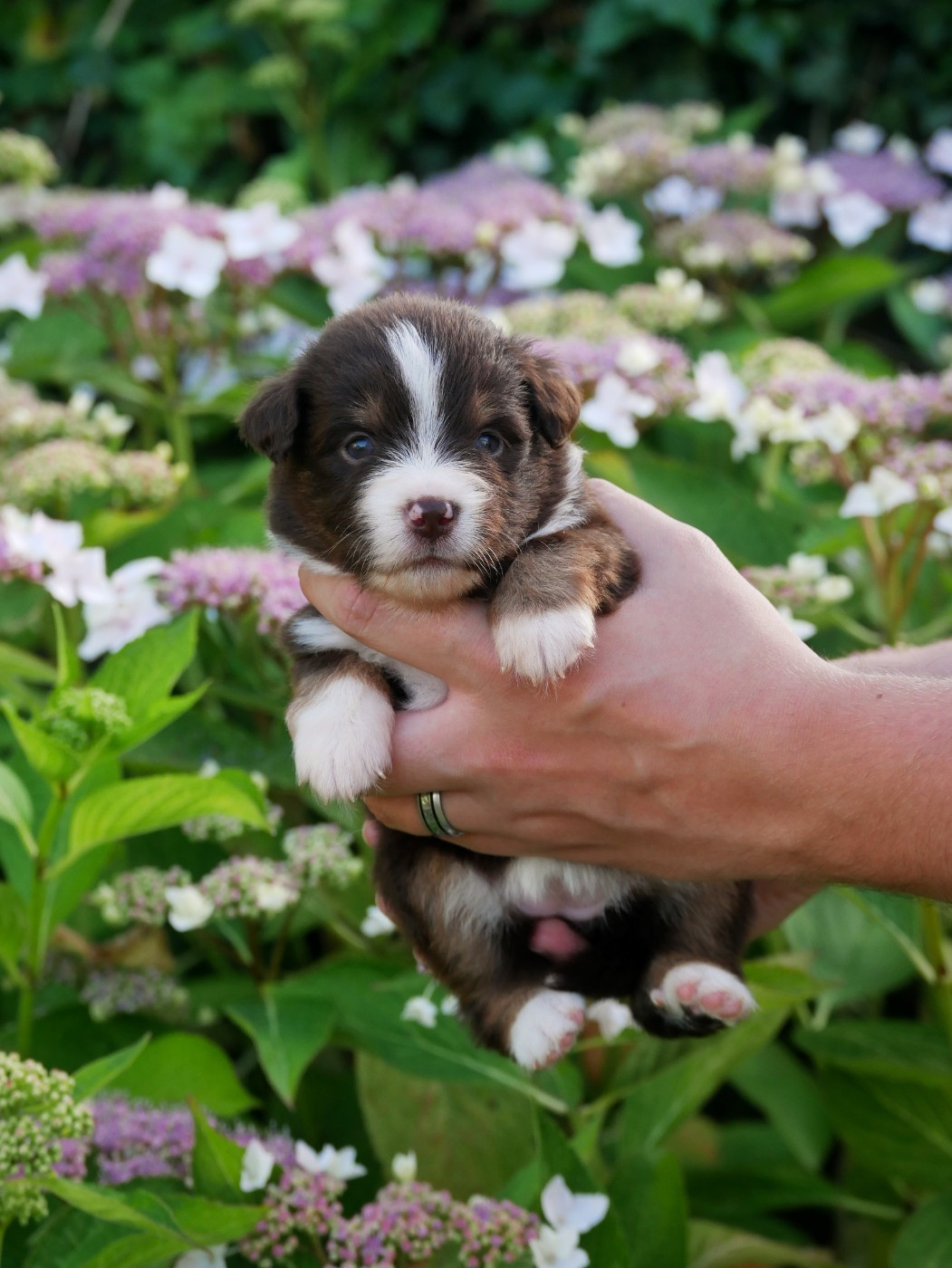 D'Asubakatchin - Chiots disponibles - Berger Américain Miniature 