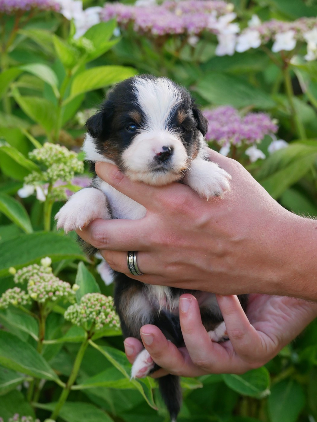 D'Asubakatchin - Chiots disponibles - Berger Américain Miniature 