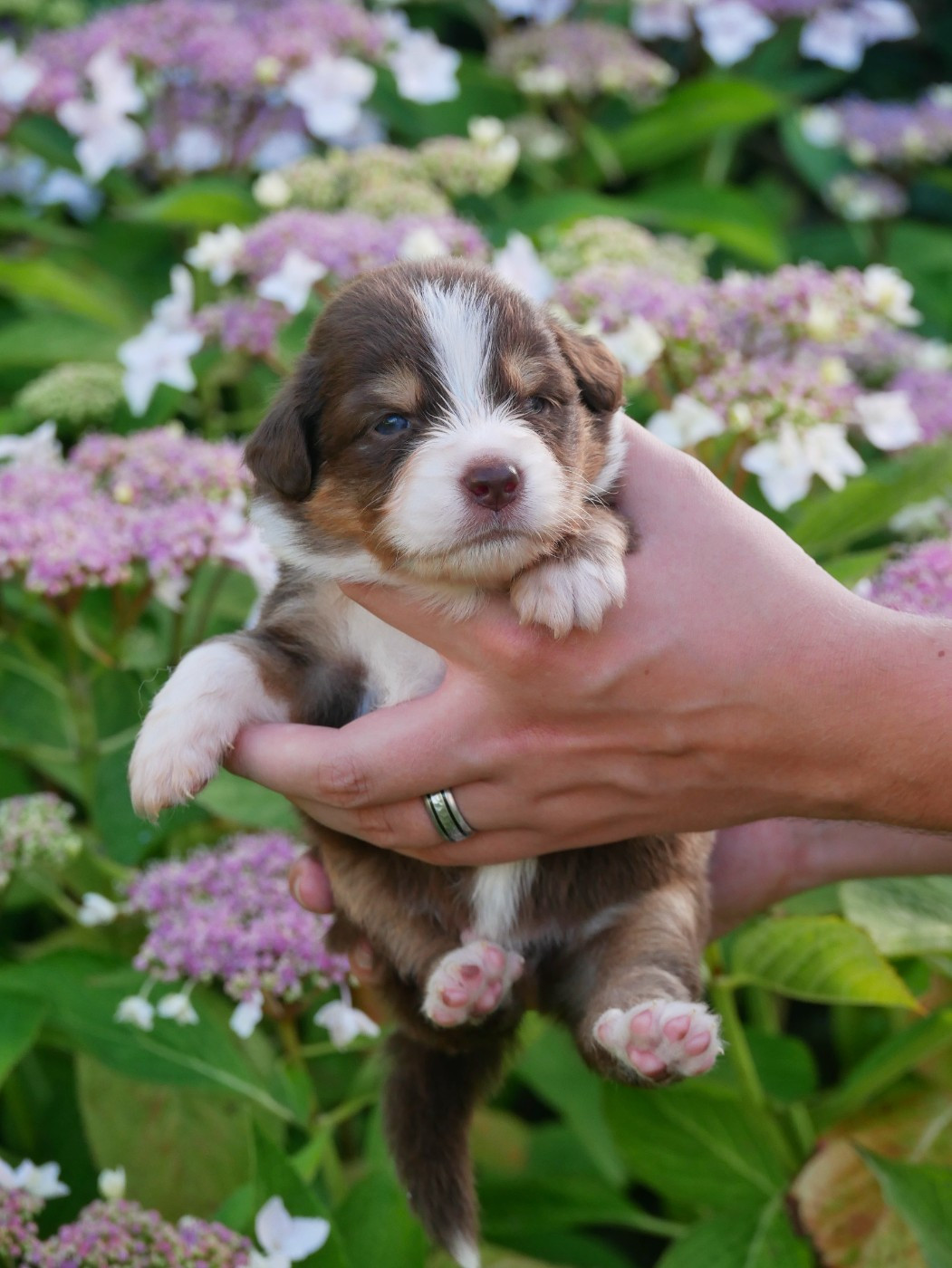 D'Asubakatchin - Chiots disponibles - Berger Américain Miniature 