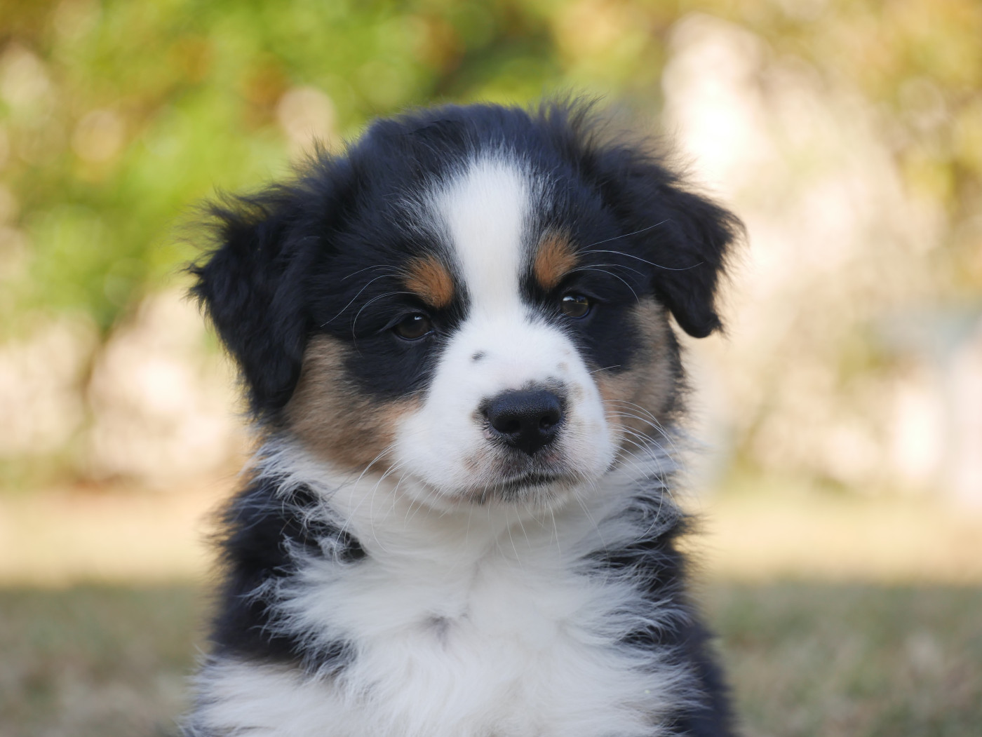 D'Asubakatchin - Chiots disponibles - Berger Américain Miniature 